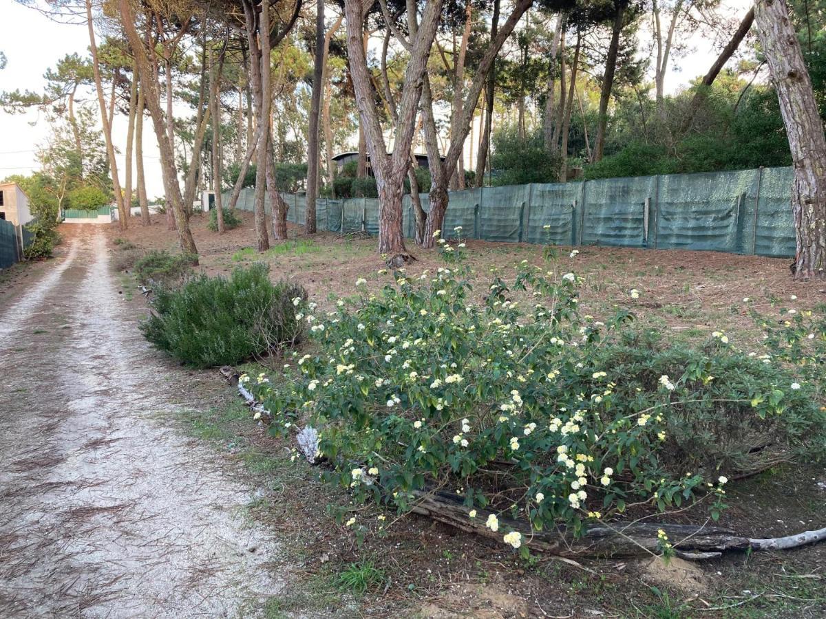 Moradia no Pinhal com Piscina - Espaço e Privacidade para as suas Férias! Sintra Esterno foto